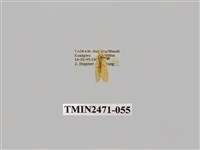 藏品(鉤弧紋豔苔蛾)的圖片